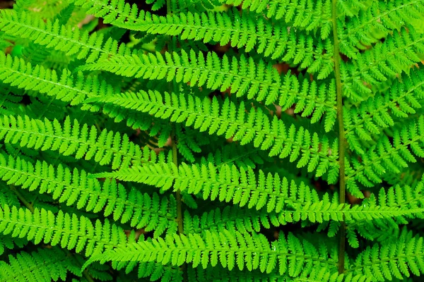 bir arka plan görüntüsü olarak beyaz bir fern parlak yeşil yaprakları