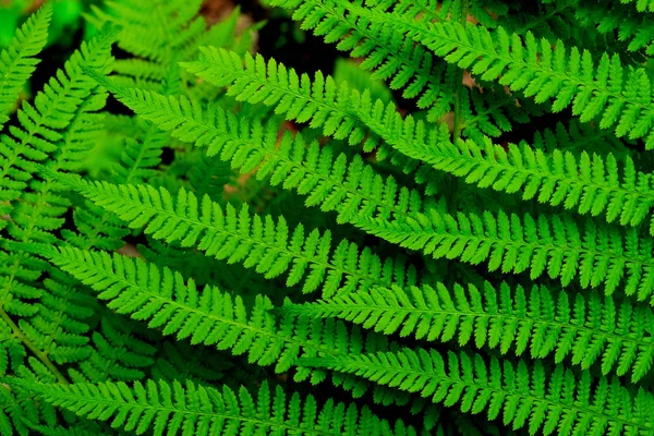 bir arka plan görüntüsü olarak beyaz bir fern parlak yeşil yaprakları