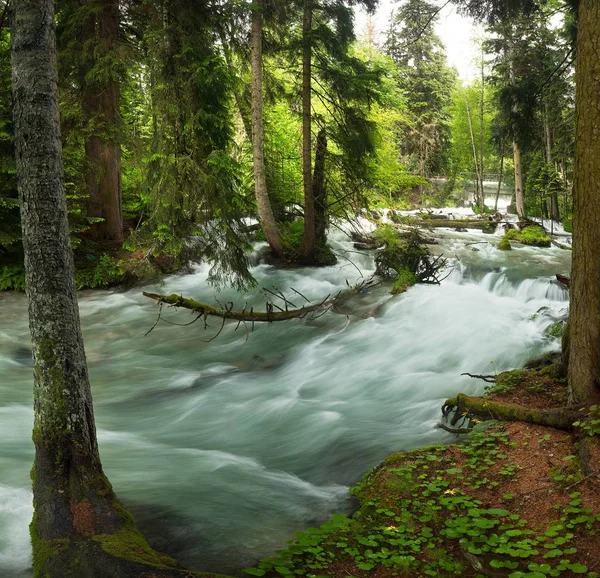 a swift mountain river with clear water pours on rocks and rapids, surrounded by green coniferous forests