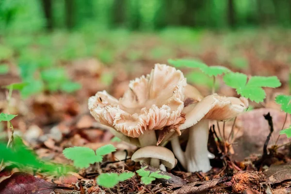 Forest Mushrooms Growing Fallen Leaves Green Grass Background — Stock Photo, Image