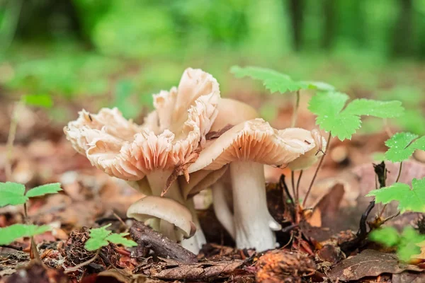 Leśne Grzyby Rosnące Wśród Opadłych Liści Zielona Trawa Tło — Zdjęcie stockowe