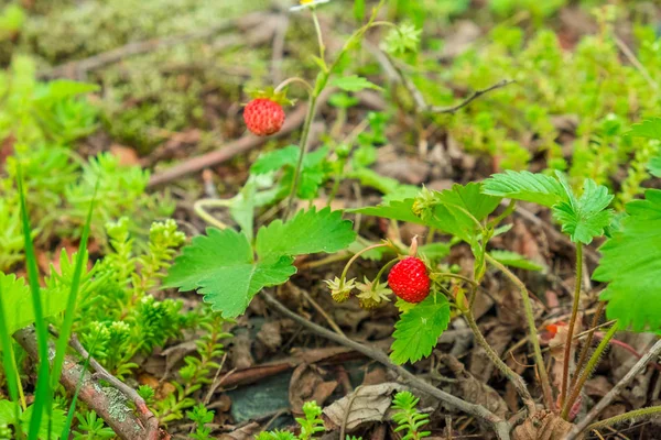 Berries Bright Ripe Wild Strawberry Green Bushes — Stock Photo, Image