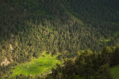 Parlak yeşil çim ve sabah veya akşam ışık manzara arka plan koruyucu iğne yapraklı ağaçlar ile büyümüş dağ yamaçlarında