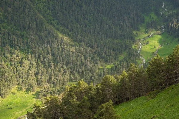 Horské Svahy Zarostlé Jasně Zelené Trávy Jehličnatých Stromů Ranní Nebo — Stock fotografie