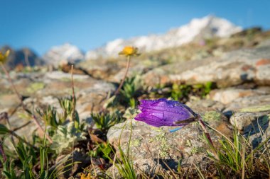 taşlar ve çim arka plan görüntüsü yanında sabahın erken saatlerinde bir dağ çan çiçeği çiy ile damla.