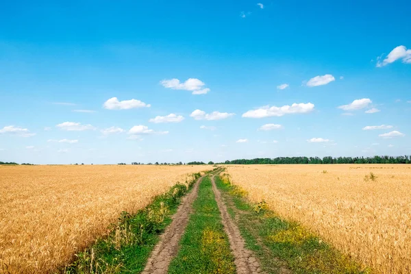 Yellow Wheat Field Blue Sky July Afternoon — Stock Photo, Image