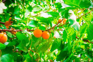 dal yeşil yeşillik güneş tarafından aydınlatılmış ile olgun sarı kayısı