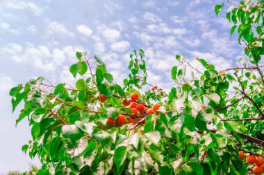 dal yeşil yeşillik güneş tarafından aydınlatılmış ile olgun sarı kayısı