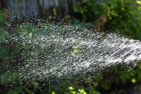 Spray and spray of water from the hose for irrigation of the garden