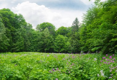 parlak yeşil çayır çiçekli ağaçlar yoğun bitki örtüsü ile kaplı
