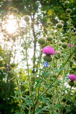 tatlı yeşillik dikenler arka plan görüntüsü ile çiçekli bitkiler yoluyla güneş parlıyor