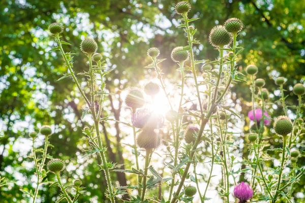 Sol Brilla Través Las Plantas Exuberante Vegetación Con Flores Con —  Fotos de Stock