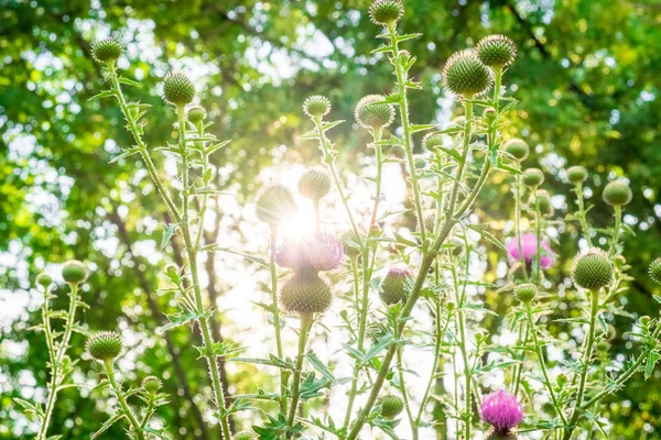 Sol Brilla Través Las Plantas Exuberante Vegetación Con Flores Con —  Fotos de Stock