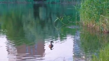 Yaban ördekleri video rahatlatıcı akşam şehir pond yüzen