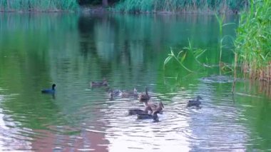 Yaban ördekleri video rahatlatıcı akşam şehir pond yüzen