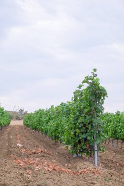 Olgun karanlık sulu üzüm üzüm bağları üzüm alanlar üzerinde parlak yeşil çalılar bekle, demet