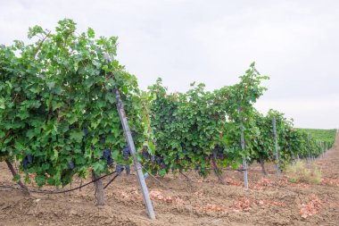 Olgun karanlık sulu üzüm üzüm bağları üzüm alanlar üzerinde parlak yeşil çalılar bekle, demet