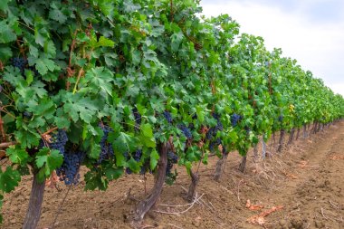 Olgun karanlık sulu üzüm üzüm bağları üzüm alanlar üzerinde parlak yeşil çalılar bekle, demet