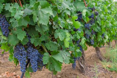 Olgun karanlık sulu üzüm üzüm bağları üzüm alanlar üzerinde parlak yeşil çalılar bekle, demet