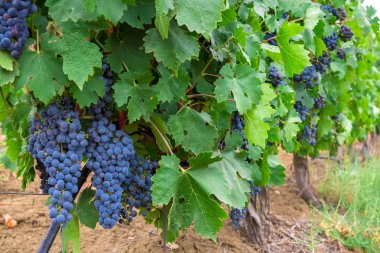 Olgun karanlık sulu üzüm üzüm bağları üzüm alanlar üzerinde parlak yeşil çalılar bekle, demet