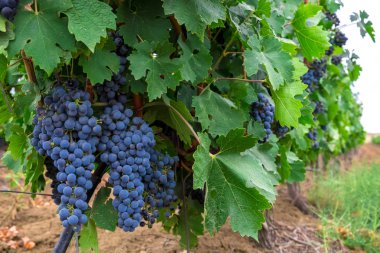 Olgun karanlık sulu üzüm üzüm bağları üzüm alanlar üzerinde parlak yeşil çalılar bekle, demet