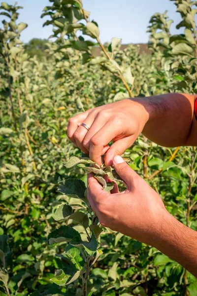 clean hands of the agronomist check the quality of buds on fruit trees, as new varieties of buds on seedlings of tree sprouts take root