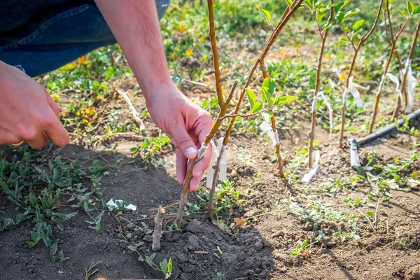 clean hands of the agronomist check the quality of buds on fruit trees, as new varieties of buds on seedlings of tree sprouts take root