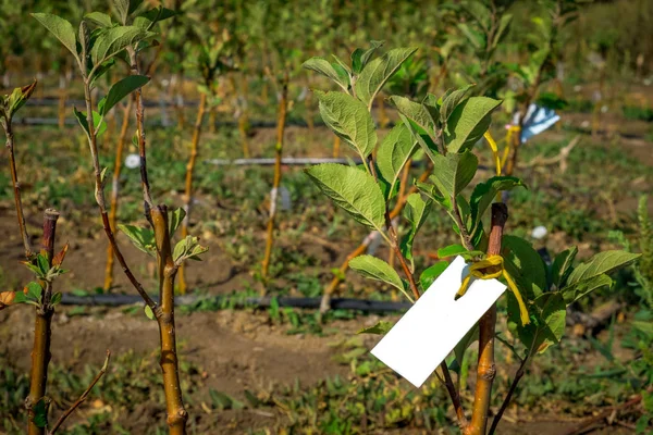 Plántulas Árboles Frutales Crecen Hileras Campo Para Cultivo Venta Nuevas — Foto de Stock