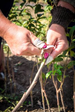 Tarım, meyve ağaçları, insan eli bir meyve tarımı bir fidan meyve ağacının gövde böbrek nakli.