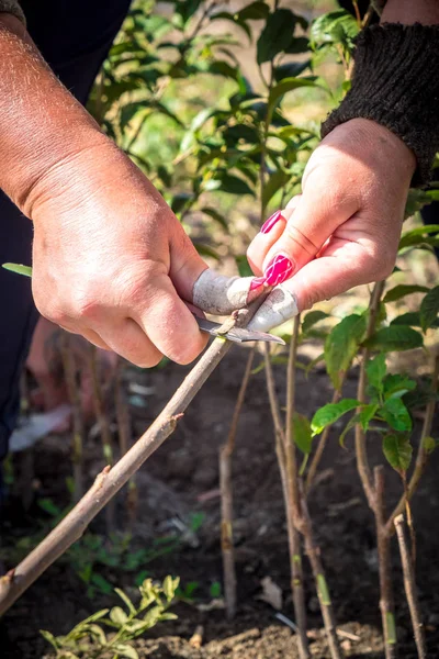 Agricultura Cultivo Árboles Frutales Una Mano Humana Riñón Trasplantado Fruta — Foto de Stock