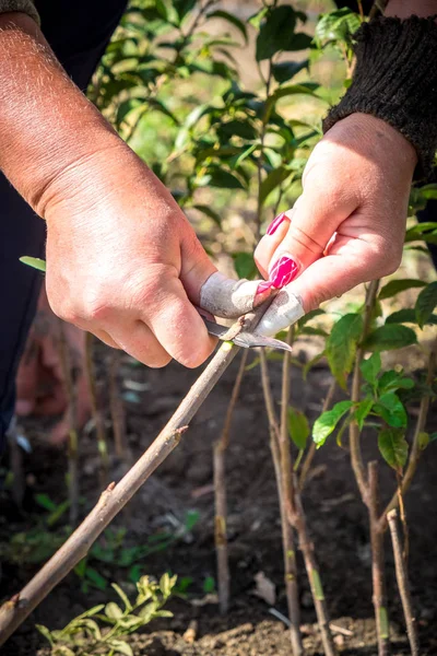 Agricultura Cultivo Árboles Frutales Una Mano Humana Riñón Trasplantado Fruta — Foto de Stock