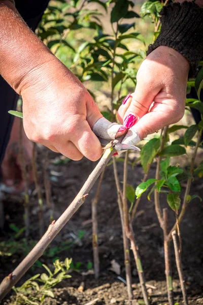 Agricultura Cultivo Árboles Frutales Una Mano Humana Riñón Trasplantado Fruta — Foto de Stock