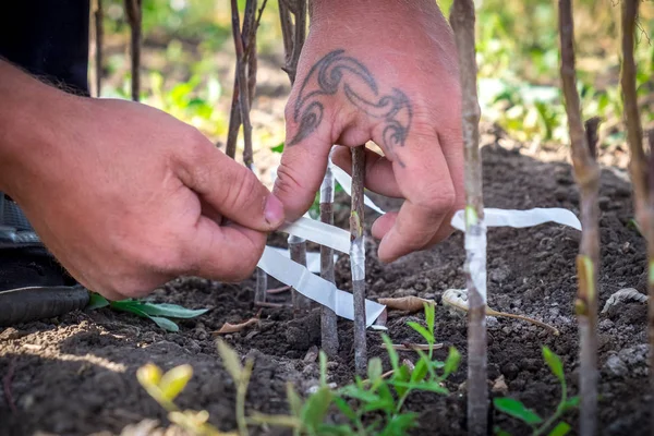 Agricultura Cultivo Árboles Frutales Una Mano Humana Riñón Trasplantado Fruta — Foto de Stock