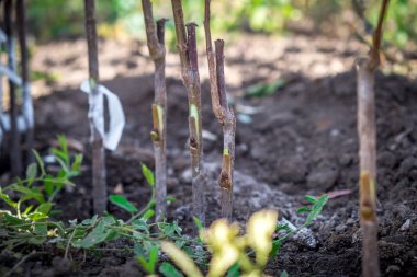 Tarım, meyve ağaçları, insan eli bir meyve tarımı bir fidan meyve ağacının gövde böbrek nakli.