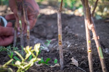 Tarım, meyve ağaçları, insan eli bir meyve tarımı bir fidan meyve ağacının gövde böbrek nakli.