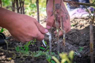 Tarım, meyve ağaçları, insan eli bir meyve tarımı bir fidan meyve ağacının gövde böbrek nakli.