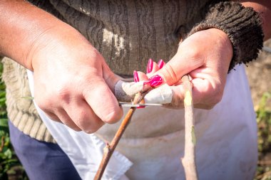 Tarım, meyve ağaçları, insan eli bir meyve tarımı bir fidan meyve ağacının gövde böbrek nakli.