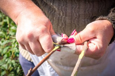 Tarım, meyve ağaçları, insan eli bir meyve tarımı bir fidan meyve ağacının gövde böbrek nakli.