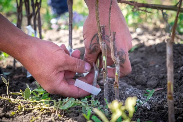 Agricultura Cultivo Árboles Frutales Una Mano Humana Riñón Trasplantado Fruta — Foto de Stock