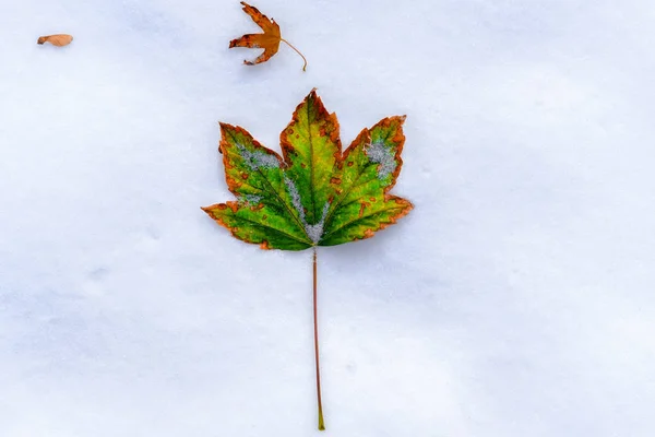 Яркий Осенний Зеленый Лист Оранжевыми Краями Лежит Чистом Белом Снегу — стоковое фото