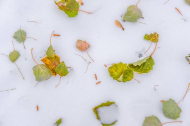 çok temiz beyaz kar üzerinde yalan parlak sonbahar yeşil ve turuncu yaprak