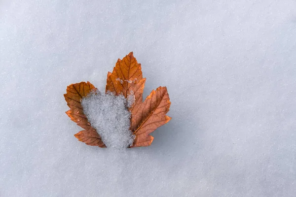 きれいな白い雪にある明るい秋オレンジ リーフ — ストック写真
