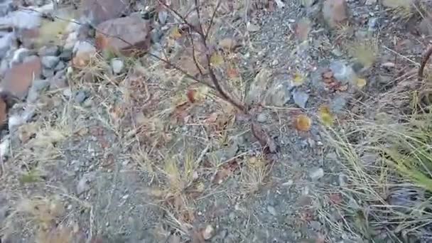 Een Man Loopt Rotsen Bergen Schiet Een Video Met Besneeuwde — Stockvideo