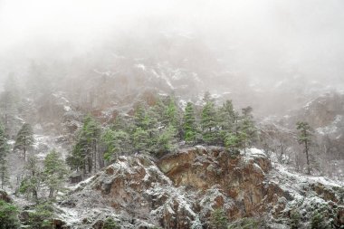 iğne yapraklılar siste kayalık dağ. Rusya Caucasus Teberda