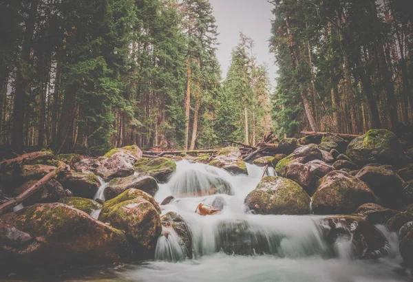 a swift mountain river with clear water pours on rocks and rapids, surrounded by green coniferous forests Teberda, Dombay, Russia