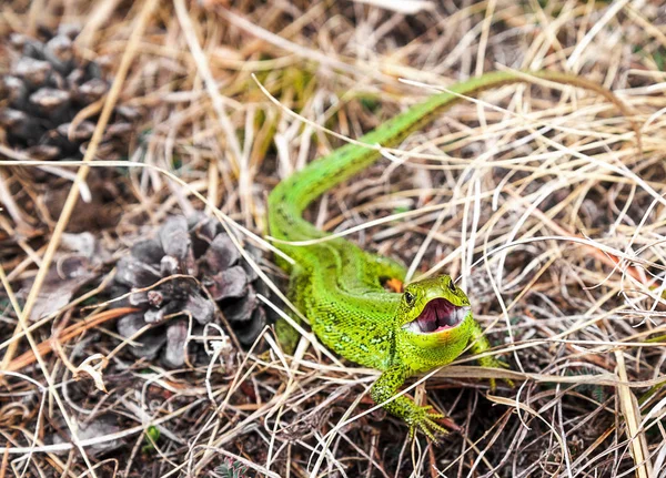 Bright Green Lizard Defensively Grins Dry Grass — Stock Photo, Image