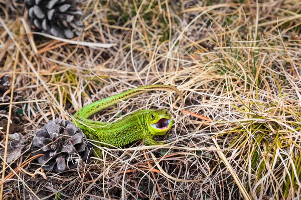 Bright Green Lizard Defensively Grins Dry Grass — Stock Photo, Image