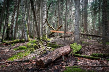 yaşlı ve düşmüş ağaçlar, ormanda zemin ve yosun kapsayan yapraklar
