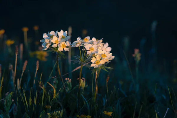 low white flowers in the mountains at dawn illuminated by the sun against a dark background