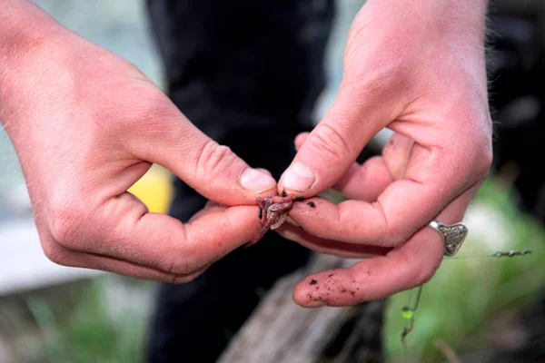 Las Manos Del Pescador Pescar Llevan Gusano Anzuelo Sostienen Comedero — Foto de Stock